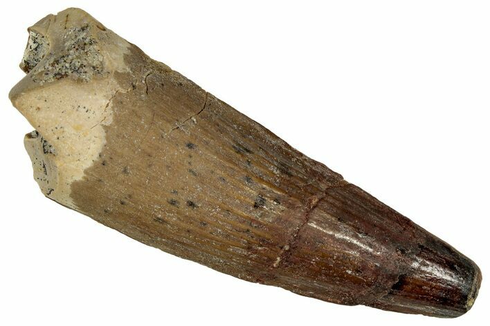 Fossil Spinosaurus Tooth - Real Dinosaur Tooth #327623